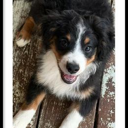 Red - Black tri male Miniature Australian Shepherd puppy in Middleburg, Florida from Dog Father Kennels