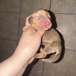Black girl - Liver and tan female Bloodhound puppy in Conway, Missouri from Ozark Mountain Kennel