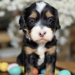 Blossom - Purple - Tri-color female Bernedoodle puppy in Yuciapa, California from AlltheDoodlez_