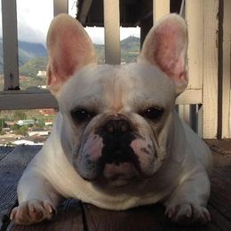 French Bulldogs from Audrey Boone's French Bulldogs