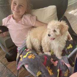 Havanese Puppies from Nanas Havanese