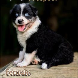Tilly - Blue merle female Australian Shepherd puppy in Pomeroy, Ohio from HJ's Aussies
