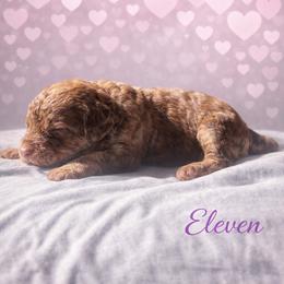Eleven - Phantom female Bernedoodle puppy in Bennett, Colorado from Darling Paws Bernedoodles, LLC