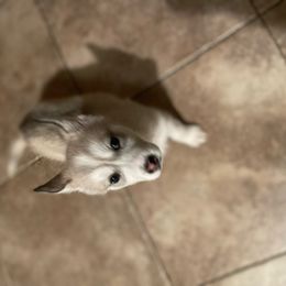 Girl 1 - Brown and white Siberian Husky puppy in Rancho Cucamonga, California from Rice Breeders