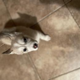 Girl 1 - Brown and white Siberian Husky puppy in Rancho Cucamonga, California from Rice Breeders