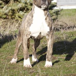Ranger - Red brindle male American Pit Bull Terrier puppy in Nine Mile Falls, Washington from Bartin Kennels