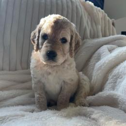 Dawn - Cream female Goldendoodle puppy in Glennville, Georgia from Pickle Creek Kennels