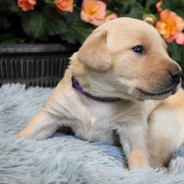 Girl 2 - Yellow Labrador Retriever puppy in Gilbert, South Carolina from Crout Kennels