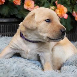 Girl 2 - Yellow Labrador Retriever puppy in Gilbert, South Carolina from Crout Kennels