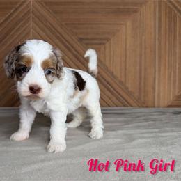 Hot pink Girl - Chocolate merle female Bernedoodle puppy in Modesto, California from Two Doods Doodles