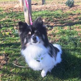 Snoopy - Pomeranian