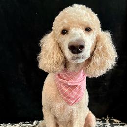 Bella - Poodle