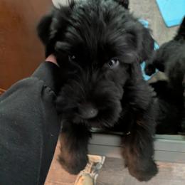Green - Black male Giant Schnauzer puppy in Navarre, Ohio from Princess Vivi Giant Schnauzer
