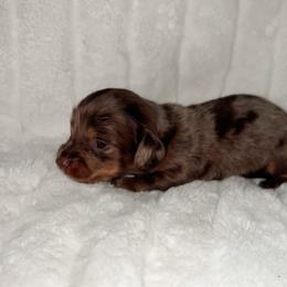 Zia - Dapple female Dachshund puppy in San Diego, California from Enchantables