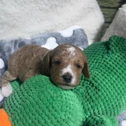 Caramel - Apricot female Goldendoodle puppy in Carmichaels, Pennsylvania from JensenBelle Doodles