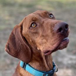 Sis - Vizsla
