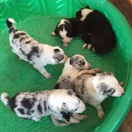 Border Collies, French Bulldogs, and Poodles from JD French Bulldogs and Border Collies
