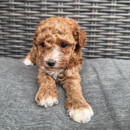 Blaze - Red  male Poodle puppy in Saginaw, Texas from Pawcious Poodles