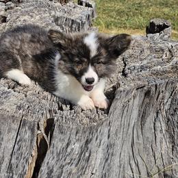 Tnt - Brindle and white female American Corgi puppy in Wichita, Kansas from Cow Creek Corgis