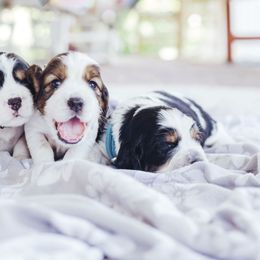 English Springer Spaniel Puppies from Sterling's springer Haven
