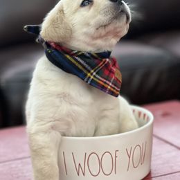 Labrador Retriever Puppies from Sugarpine Labradors