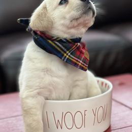 Labrador Retriever Puppies from Sugarpine Labradors