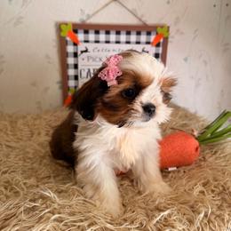 Missy - Red and white female Shih Tzu puppy in Hibbing, Minnesota from Iron Range Shih Tzu and Puppies