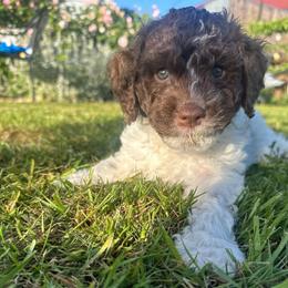 Gia - White female Lagotto Romagnolo puppy in Chehalis, Washington from Scarlet Oak Lagotti