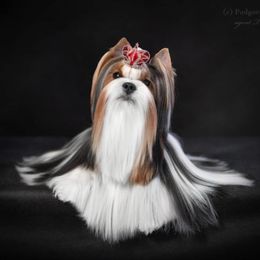 Trendy - Biewer Terrier