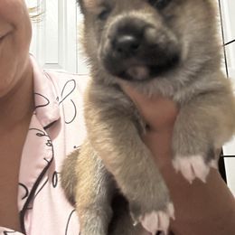Pochi- Classic Japanese dog name - Red male Shiba Inu puppy in Lehigh Acres, Florida from SWFL Happy Dogs