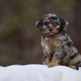 Australian Mountain Doodle, Bernedoodle, and Cavapoo Puppies from Cedar Wood Farms