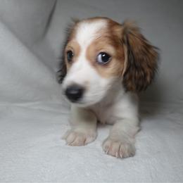 Carole - Piebald female Dachshund puppy in Texarkana, Texas from Lolo&CoDachshunds
