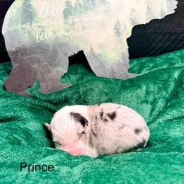 Prince Naveen - Blue merle male Australian Shepherd puppy in Vernal, Utah from Dancing M Kennels