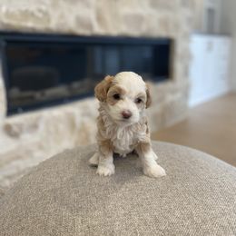 Havanese and Havapoo Puppies from Ladypawspuppies