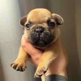 Bean - Fawn male French Bulldog puppy in Coatesville, Pennsylvania from The Chipper Frenchie