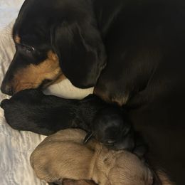 Boy 1 - Black and cream Dachshund puppy in Salem, Oregon from Queen’s  Family Dachshunds