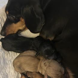 Boy 1 - Black and cream Dachshund puppy in Salem, Oregon from Queen’s  Family Dachshunds