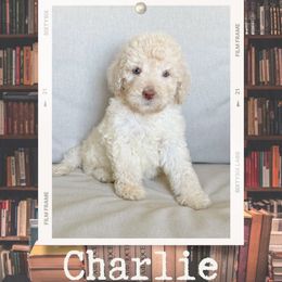 Charlie - Cream male Labradoodle puppy in Kingman, Arizona from The Dood Ranch