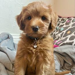 ISO GUARDIAN HOME - READ DESC. - Red  female Goldendoodle puppy in Philadelphia, Pennsylvania from Philly's Designer Doodles