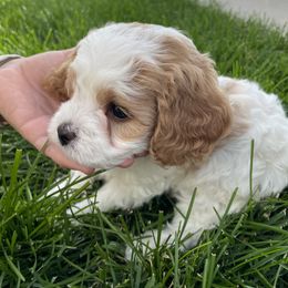 Cavapoo Puppies from Ellas.Pups