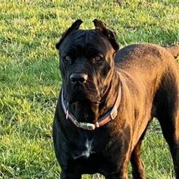 Cane Corso from Dragonstone Cane Corsos