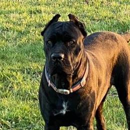 Cane Corso from Dragonstone Cane Corsos