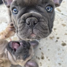 French Bulldog Puppies from Olvera Frenchies