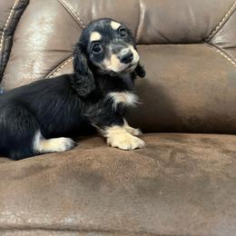 Ember - Black and cream female Dachshund puppy in Corona, California from ChezBeale