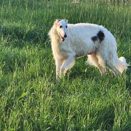 Krishna - Borzoi