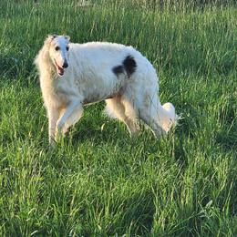 Krishna - Borzoi