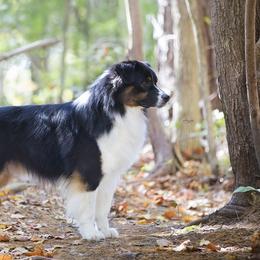 Australian Shepherds from Kyanite Acres