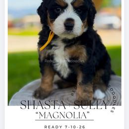 Magnolia - Tri-color female Bernedoodle puppy in Syracuse, Utah from Redrockbernedoodles