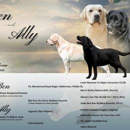 Labrador Retriever Puppies from Chara’ Labradors