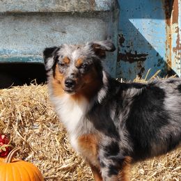 Gucci - Miniature Australian Shepherd